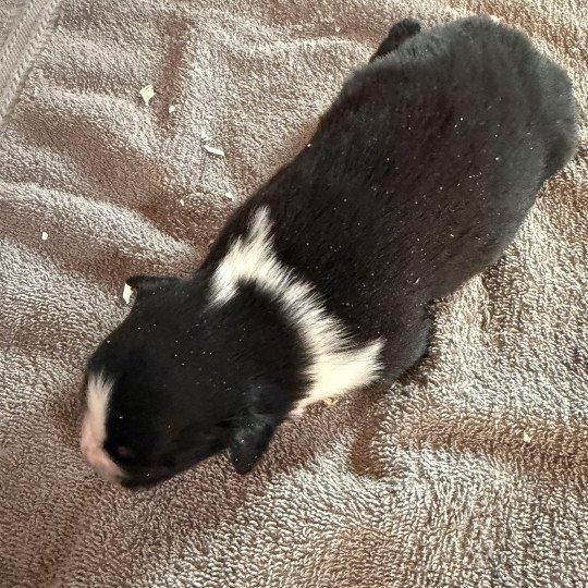 chiot Berger australien Noir tricolore Berger australien des fauminards