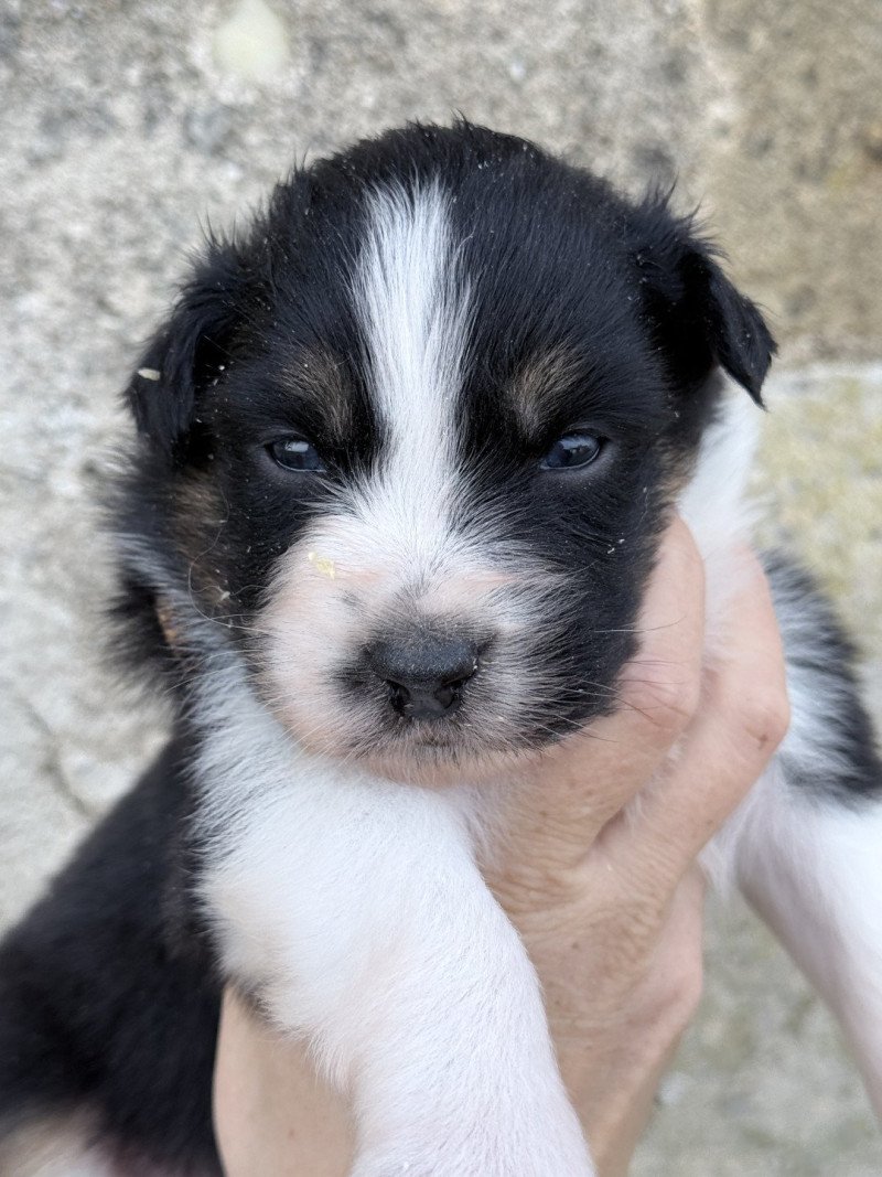 5e chiot (Portée SWEETY ❤ POPO 2025) - Femelle Noir tricolore Femelle Berger australien