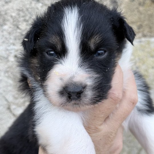 chiot Berger australien Noir tricolore Berger australien des fauminards