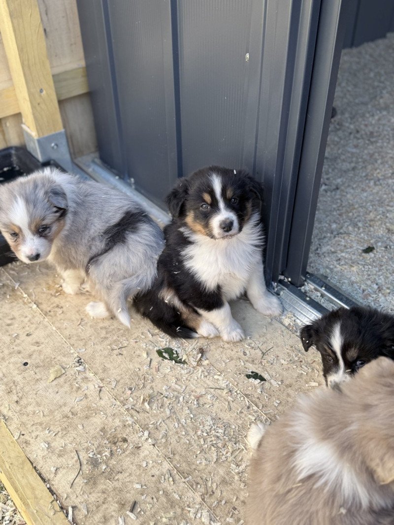 Athena Femelle Berger australien