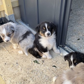chiot Berger australien Noir tricolore Berger australien des fauminards