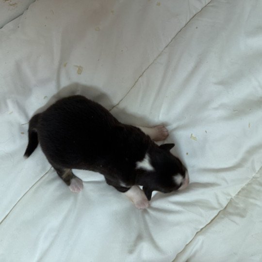 chiot Berger australien Noir tricolore Berger australien des fauminards