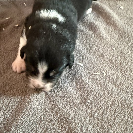 chiot Berger australien Noir tricolore Berger australien des fauminards
