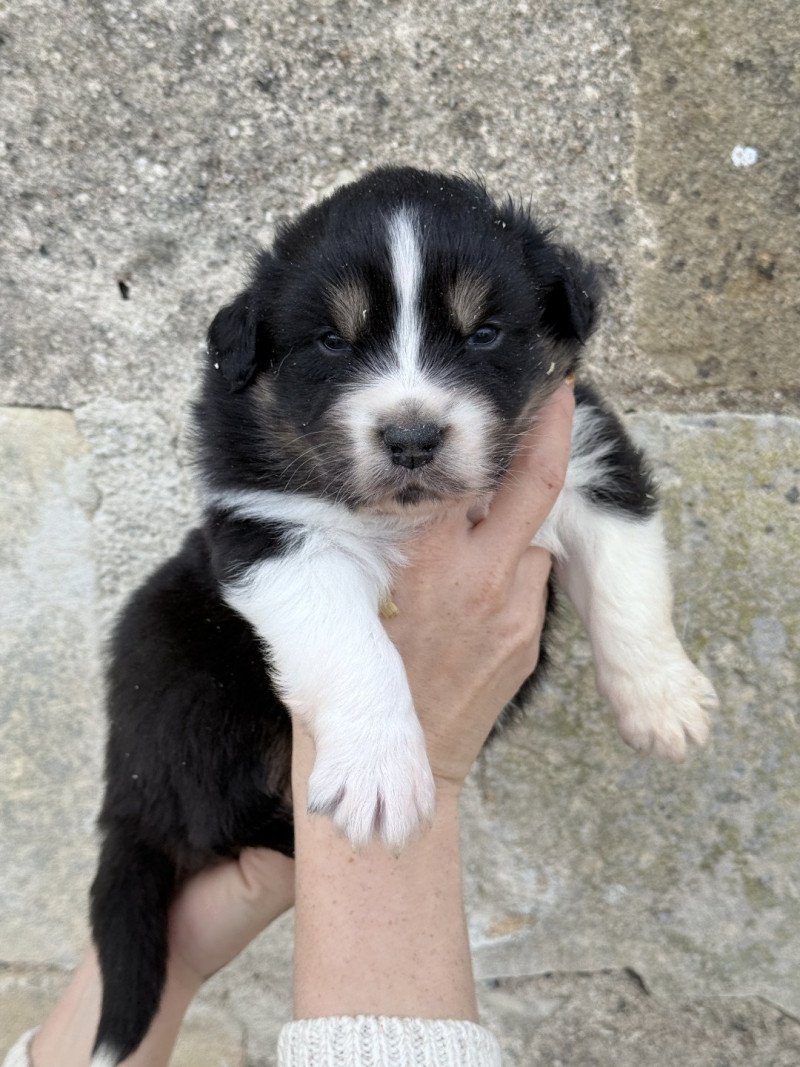 6e chiot (Portée SWEETY ❤ POPO 2025) - Femelle Noir tricolore Femelle Berger australien