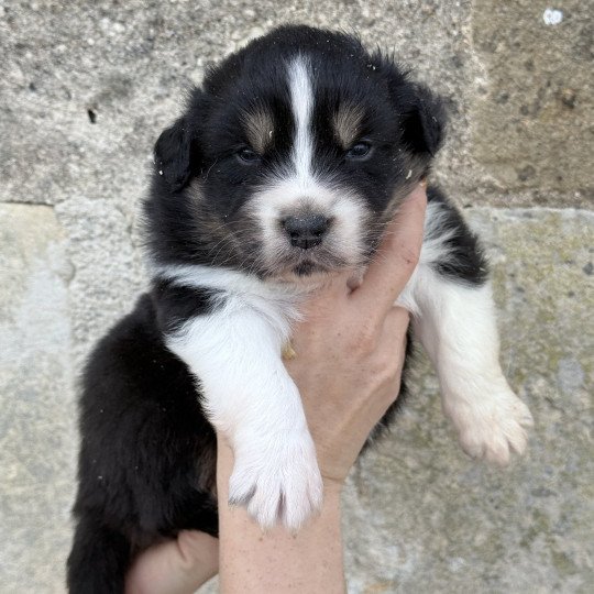chiot Berger australien Noir tricolore Berger australien des fauminards