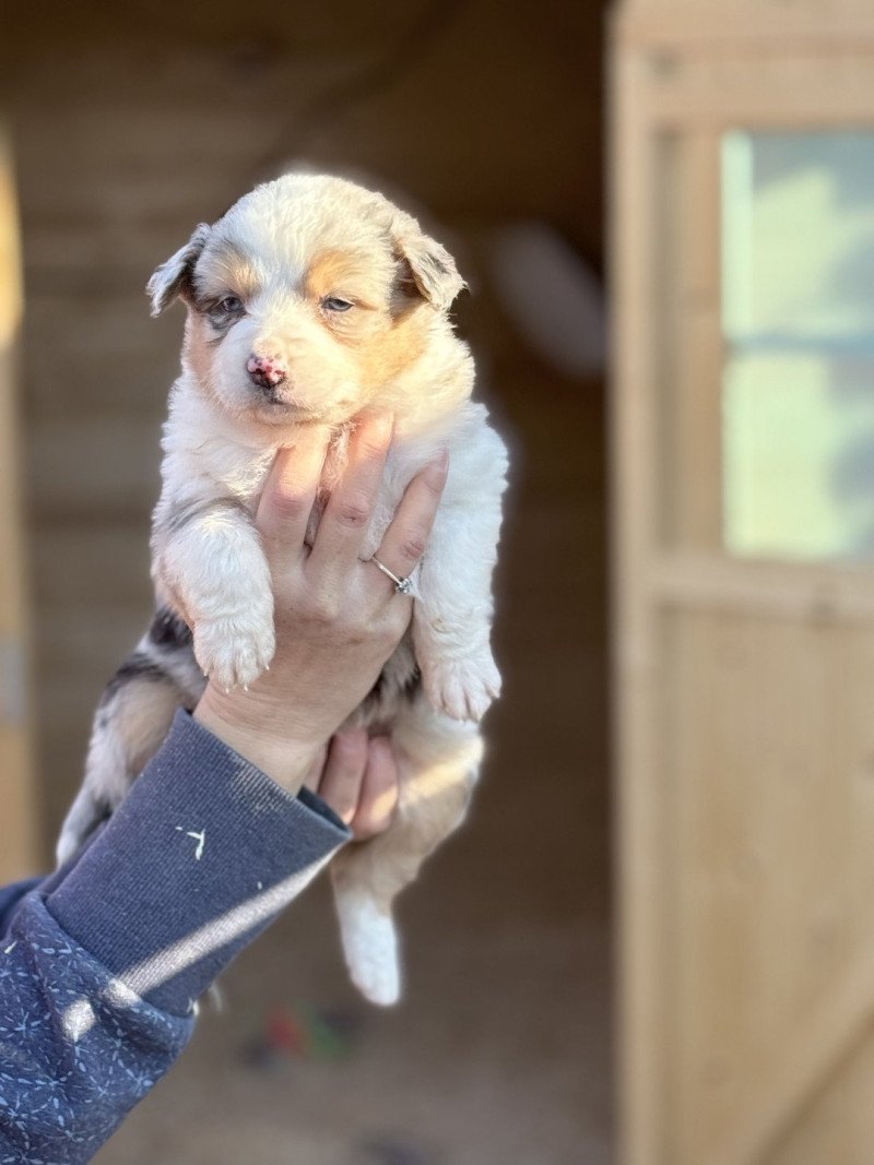 Athena Femelle Berger australien