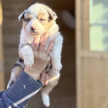 chiot Berger australien Bleu merle Athena Berger australien des fauminards