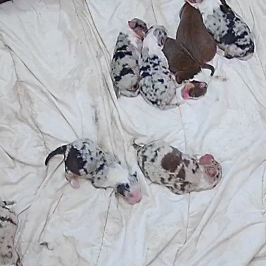 chiot Berger australien Rouge tricolore Berger australien des fauminards