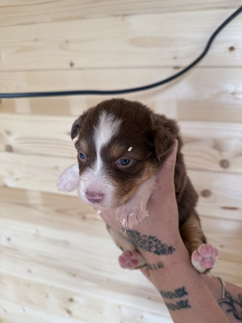 2e chiot (Portée RUBIS ❤ RICCI 2025) - Femelle Rouge tricolore Femelle Berger australien