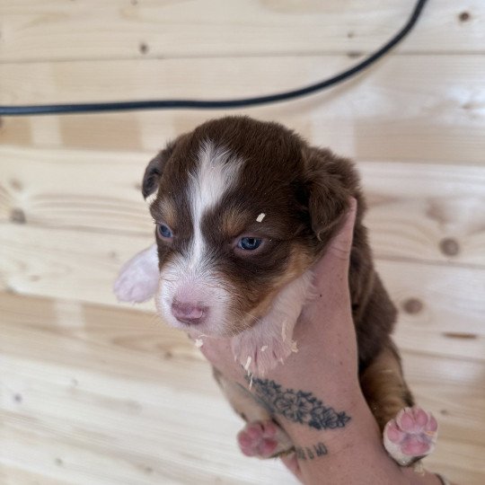 chiot Berger australien Rouge tricolore Berger australien des fauminards