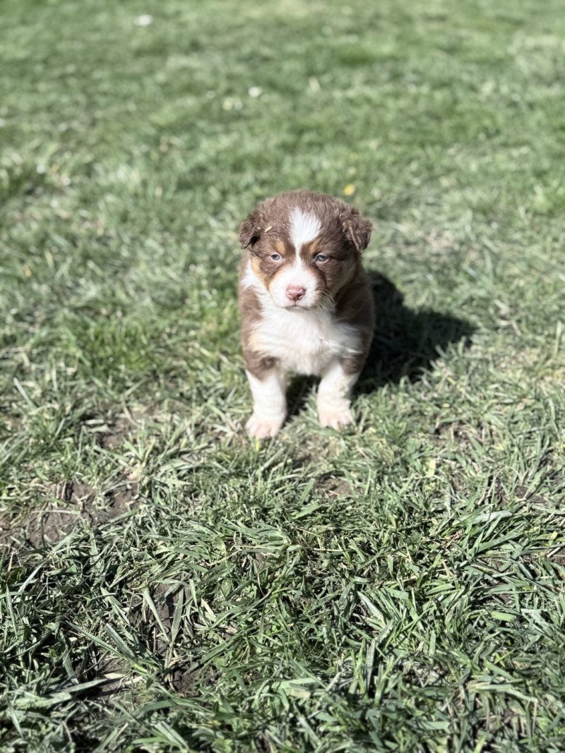  Femelle Berger australien