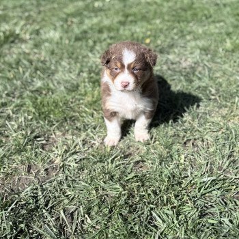 chiot Berger australien Rouge tricolore Berger australien des fauminards