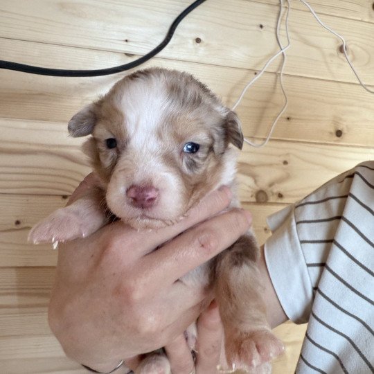 chiot Berger australien Rouge tricolore Berger australien des fauminards