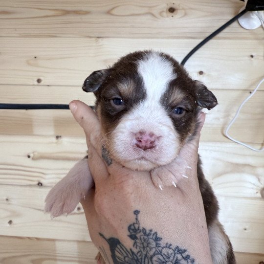 chiot Berger australien Rouge tricolore Berger australien des fauminards