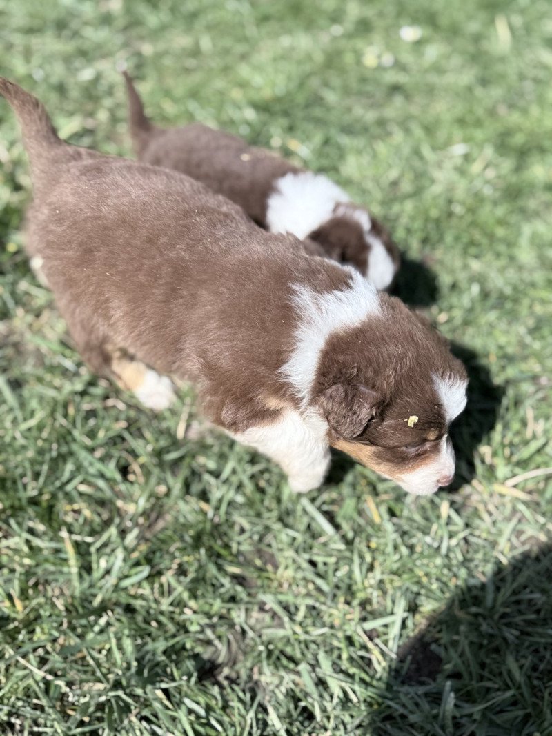  Mâle Berger australien