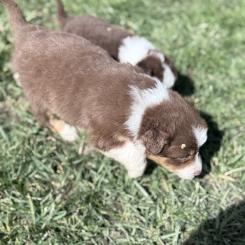chiot Berger australien Rouge tricolore Berger australien des fauminards