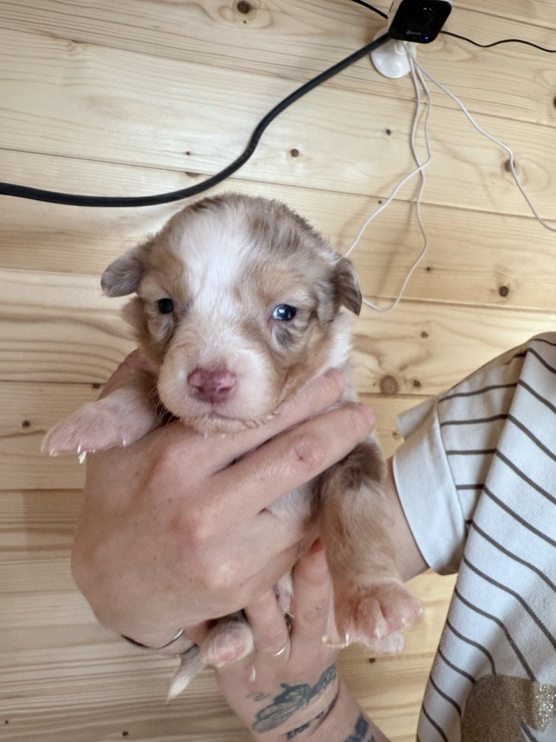 4e chiot (Portée RUBIS ❤ RICCI 2025) - Mâle Rouge merle Mâle Berger australien