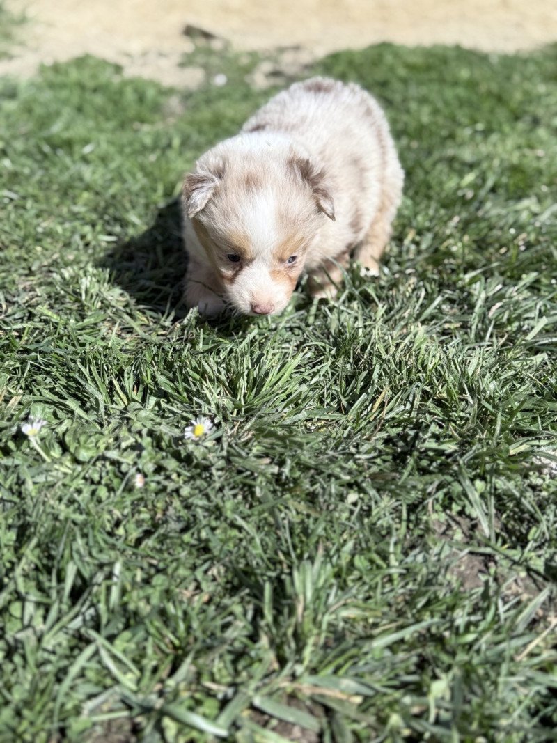 Haru Mâle Berger australien