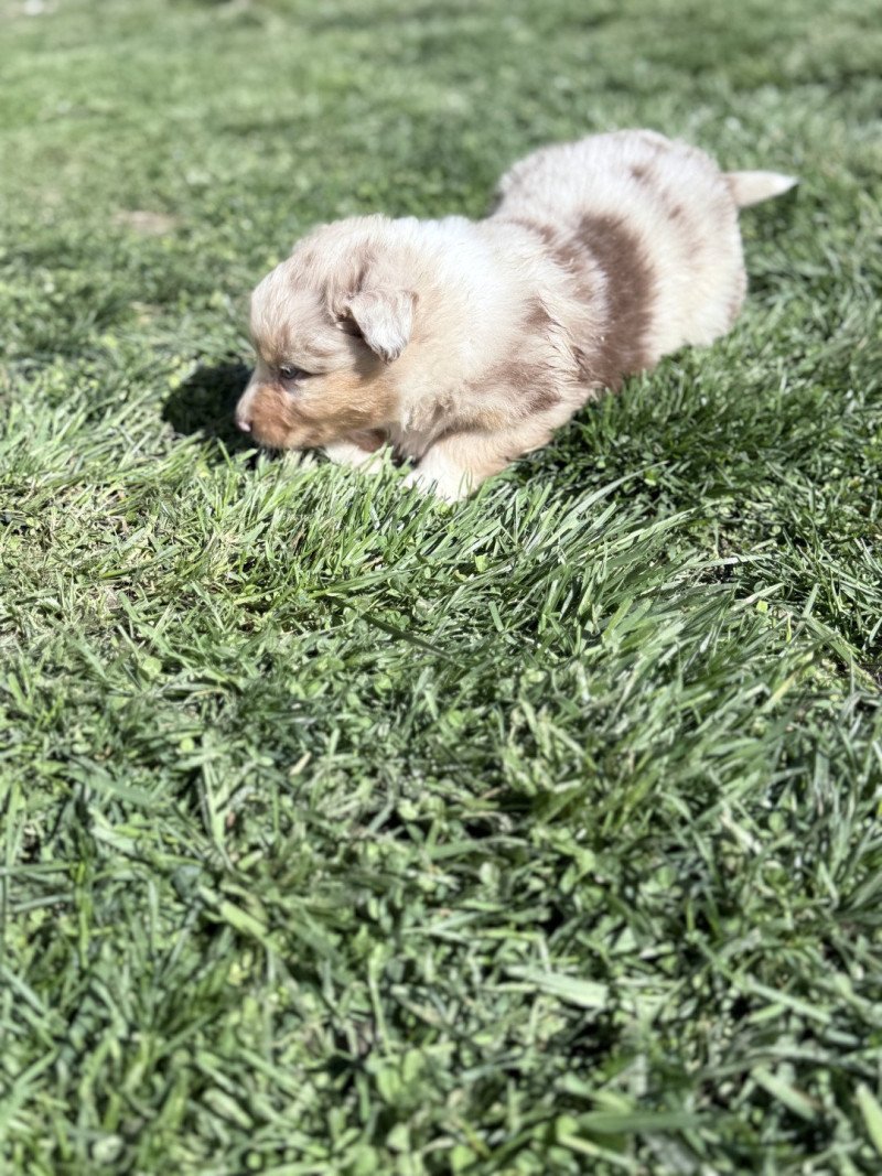 Aston Mâle Berger australien