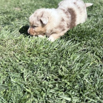 chiot Berger australien Rouge merle Berger australien des fauminards