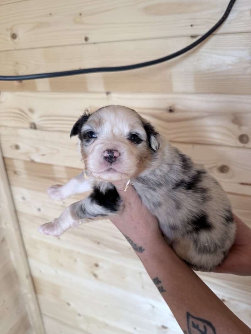 7e chiot (Portée RUBIS ❤ RICCI 2025) - Mâle Bleu merle Mâle Berger australien