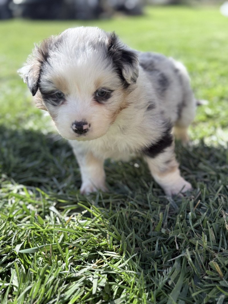  Mâle Berger australien