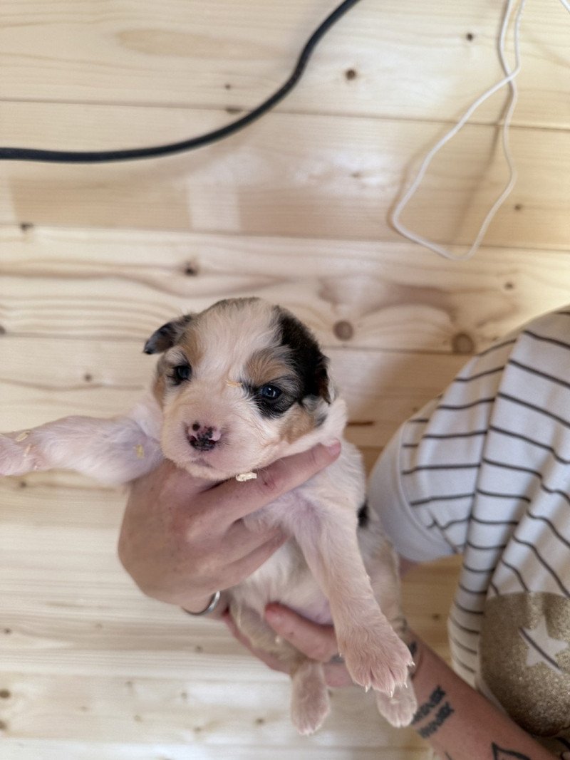8e chiot (Portée RUBIS ❤ RICCI 2025) - Mâle Bleu merle Mâle Berger australien