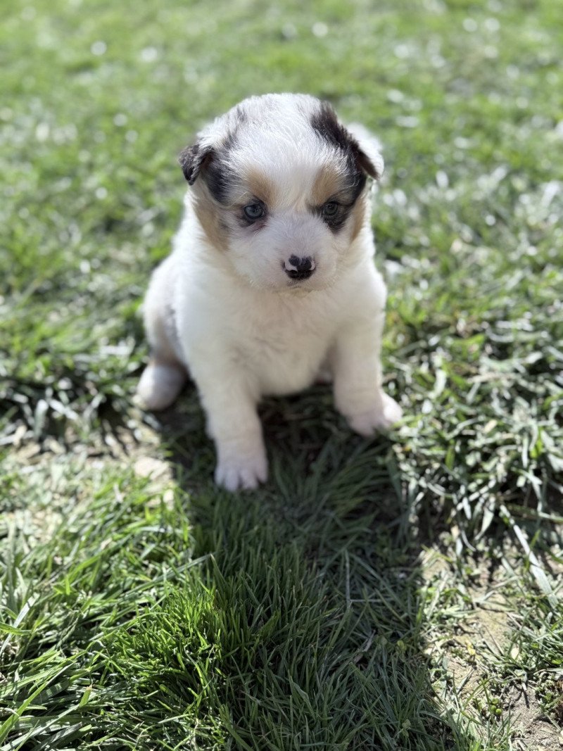  Mâle Berger australien