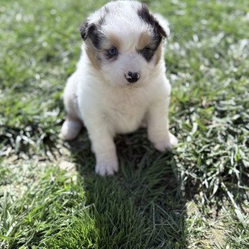 chiot Berger australien Bleu merle Berger australien des fauminards