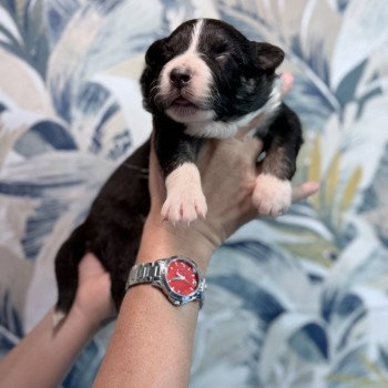 chiot Berger australien Noir tricolore Berger australien des fauminards