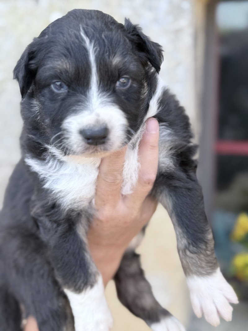 Achile Mâle Berger australien