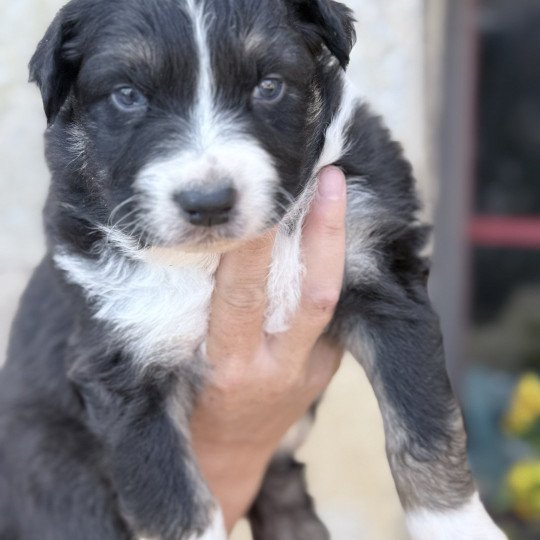 chiot Berger australien Noir tricolore Achile Berger australien des fauminards