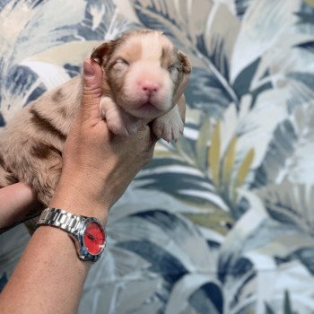 chiot Berger australien Rouge merle Berger australien des fauminards