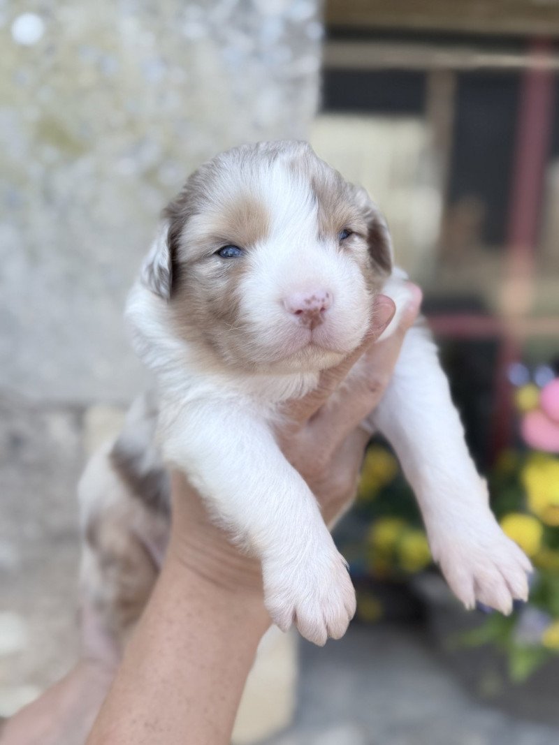 Aaron Mâle Berger australien