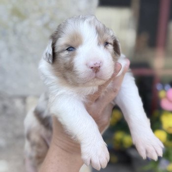 chiot Berger australien Rouge merle Aaron Berger australien des fauminards