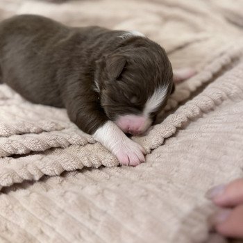chiot Berger australien Rouge tricolore Berger australien des fauminards