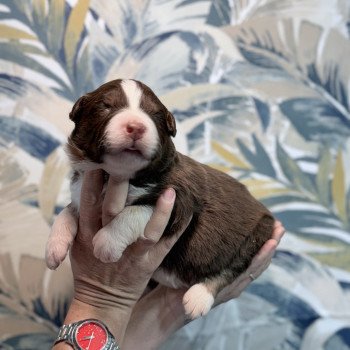 chiot Berger australien Rouge tricolore Alfa Berger australien des fauminards