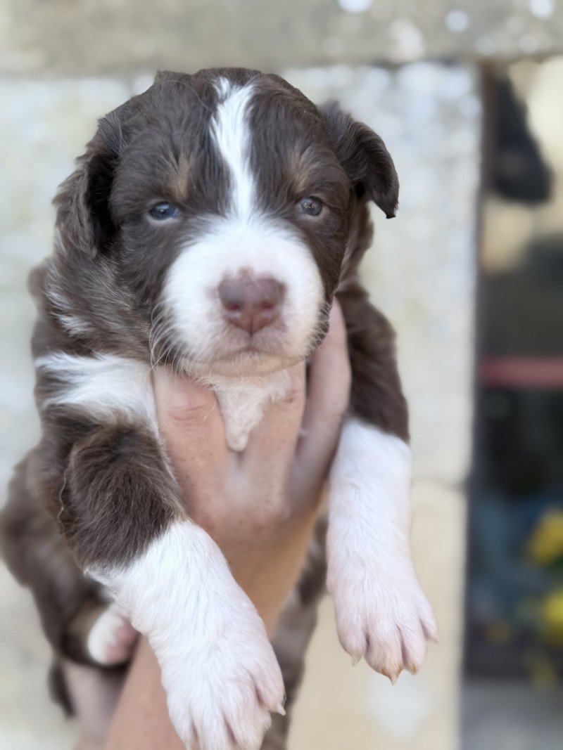 Awenn Femelle Berger australien