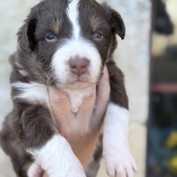 chiot Berger australien Rouge tricolore Alfa Berger australien des fauminards