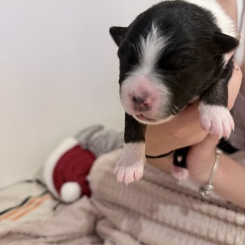 chiot Berger australien Noir tricolore Berger australien des fauminards