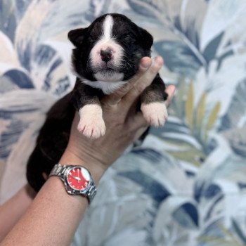 chiot Berger australien Noir tricolore Austine Berger australien des fauminards