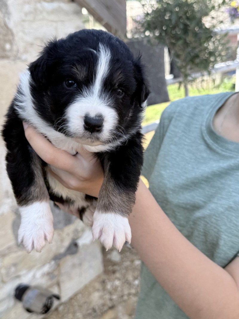 Alya Femelle Berger australien