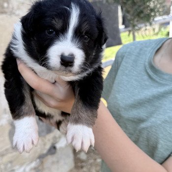 chiot Berger australien Noir tricolore Austine Berger australien des fauminards