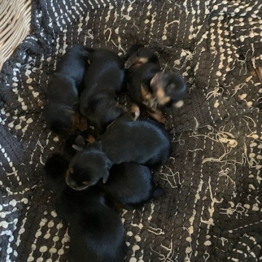 chiot Yorkshire terrier Noir et feu Berger australien des fauminards