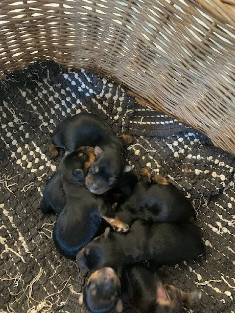 4e chiot (Portée Princesse ❤ Jack 2025) - Mâle Noir et feu Mâle Yorkshire terrier