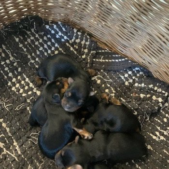chiot Yorkshire terrier Noir et feu Berger australien des fauminards chiot Yorkshire terrier Noir et feu Berger australien des fauminards