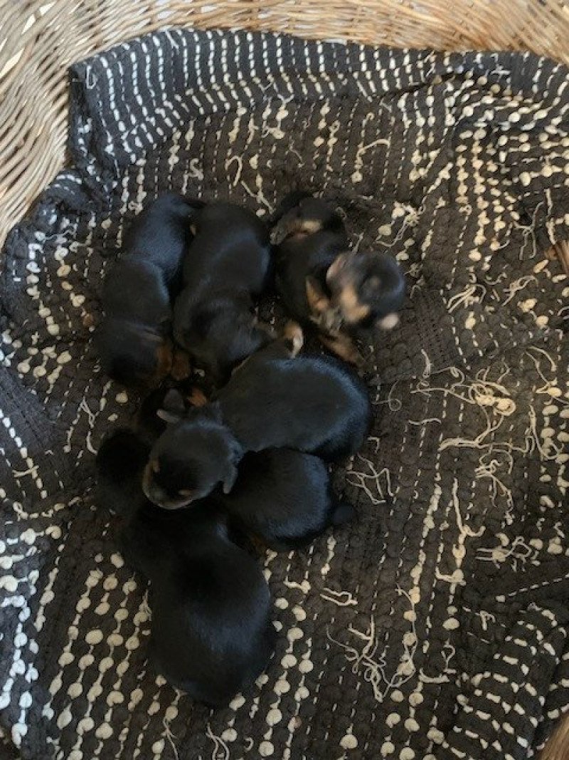 5e chiot (Portée Princesse ❤ Jack 2025) - Femelle Noir et feu Femelle Yorkshire terrier