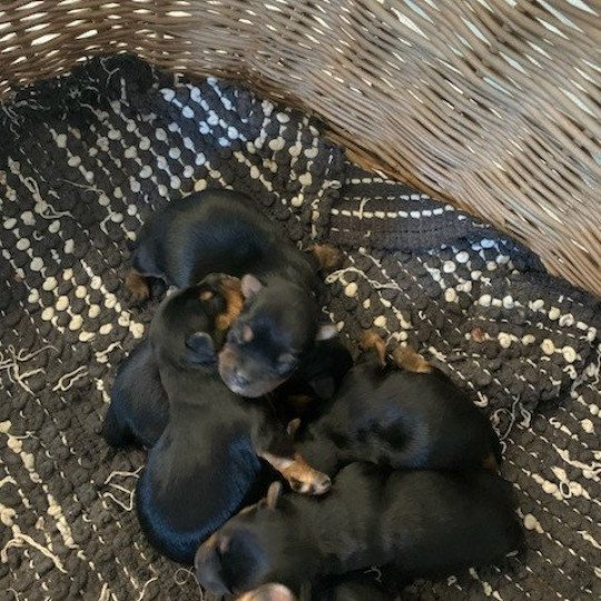 chiot Yorkshire terrier Noir et feu Berger australien des fauminards