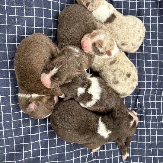 chiot Berger australien Rouge tricolore Berger australien des fauminards