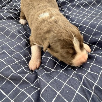 chiot Berger australien Rouge tricolore Chiot 1 Berger australien des fauminards chiot Berger australien Rouge tricolore Chiot 1 Berger australien des fauminards